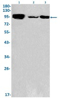 HMGCR Antibody in Western Blot (WB)