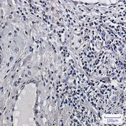 H2BC12 Antibody in Immunohistochemistry (Paraffin) (IHC (P))