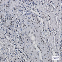 H2BC12 Antibody in Immunohistochemistry (Paraffin) (IHC (P))