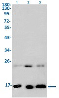 H2AZ1 Antibody in Western Blot (WB)