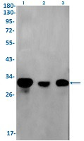 H1-2 Antibody in Western Blot (WB)