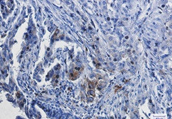 HMOX1 Antibody in Immunohistochemistry (Paraffin) (IHC (P))