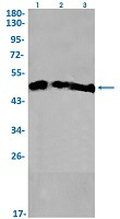 HDAC3 Antibody in Western Blot (WB)