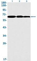 HDAC2 Antibody in Western Blot (WB)