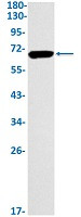 HDAC1 Antibody in Western Blot (WB)