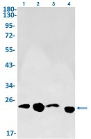 HBEGF Antibody in Western Blot (WB)