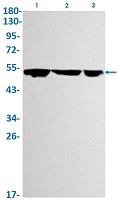 GSK3A Antibody in Western Blot (WB)