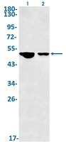 Phospho-GSK3A/GSK3B (Tyr216, Tyr279) Antibody in Western Blot (WB)
