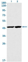 GPRC5B Antibody in Western Blot (WB)