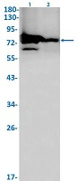 GPD2 Antibody in Western Blot (WB)