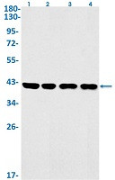ACKR3 Antibody in Western Blot (WB)