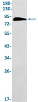 GOLGA1 Antibody in Western Blot (WB)