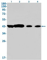 GNAQ Antibody in Western Blot (WB)