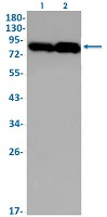 Phospho-GYS1 (Ser641) Antibody in Western Blot (WB)