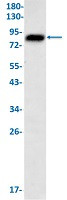 GYS1 Antibody in Western Blot (WB)