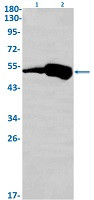 GSR Antibody in Western Blot (WB)