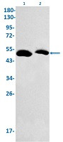 GSR Antibody in Western Blot (WB)