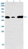 SLC2A3 Antibody in Western Blot (WB)