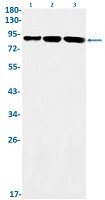 Nr3C1 Antibody in Western Blot (WB)