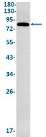 GFPT1 Antibody in Western Blot (WB)