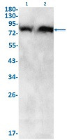 GSN Antibody in Western Blot (WB)