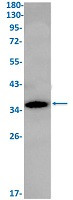GDF15 Antibody in Western Blot (WB)