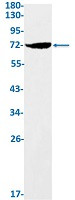 GCLC Antibody in Western Blot (WB)