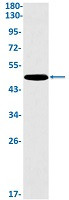 GAP43 Antibody in Western Blot (WB)