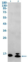 GABARAPL2 Antibody in Western Blot (WB)