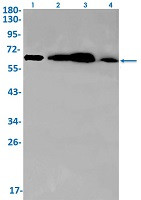 G3BP1 Antibody in Western Blot (WB)