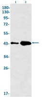 GNA13 Antibody in Western Blot (WB)