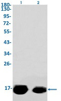 IFITM3 Antibody in Western Blot (WB)