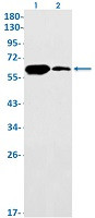 FPGS Antibody in Western Blot (WB)