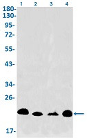 FNDC5 Antibody in Western Blot (WB)