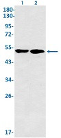 FLI1 Antibody in Western Blot (WB)
