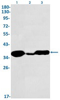 FBL Antibody in Western Blot (WB)