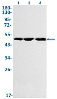 FH Antibody in Western Blot (WB)