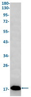 FGF1 Antibody in Western Blot (WB)
