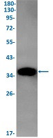FBP1 Antibody in Western Blot (WB)