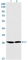 FADD Antibody in Western Blot (WB)