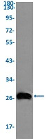 Fadd Antibody in Western Blot (WB)