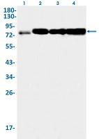 ACSL4 Antibody in Western Blot (WB)
