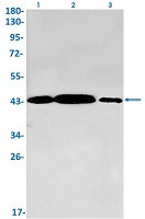 GOT2 Antibody in Western Blot (WB)