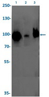 EWSR1 Antibody in Western Blot (WB)