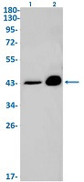 MAPK3 Antibody in Western Blot (WB)