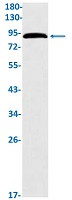 EPN1 Antibody in Western Blot (WB)