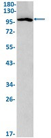 RAPGEF3 Antibody in Western Blot (WB)