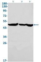 ENO1 Antibody in Western Blot (WB)