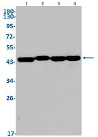 ENO3 Antibody in Western Blot (WB)