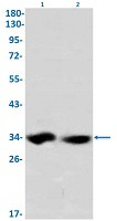 EMD Antibody in Western Blot (WB)